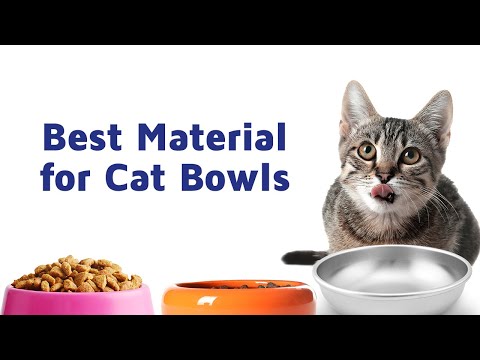 Plastic, ceramic, or stainless steel cat bowls? The best material for cat dishes. - Americat Company