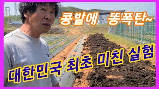 대한민국 최초 미친실험~ 서리태 심을밭에 똥폭탄~ 서리태 심는시기 재배  서리태 밭 만들기~귀농귀촌 주말농장…