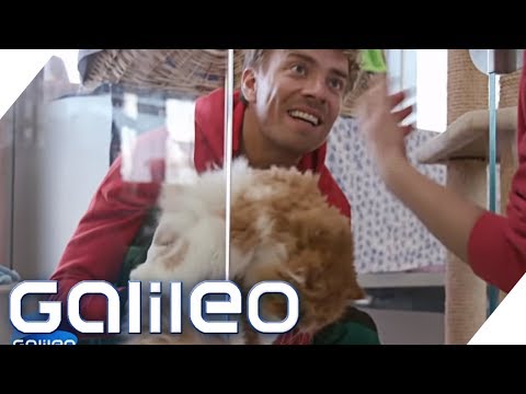 3 days as an animal keeper in Germany's largest animal shelter | Galileo | ProSieben