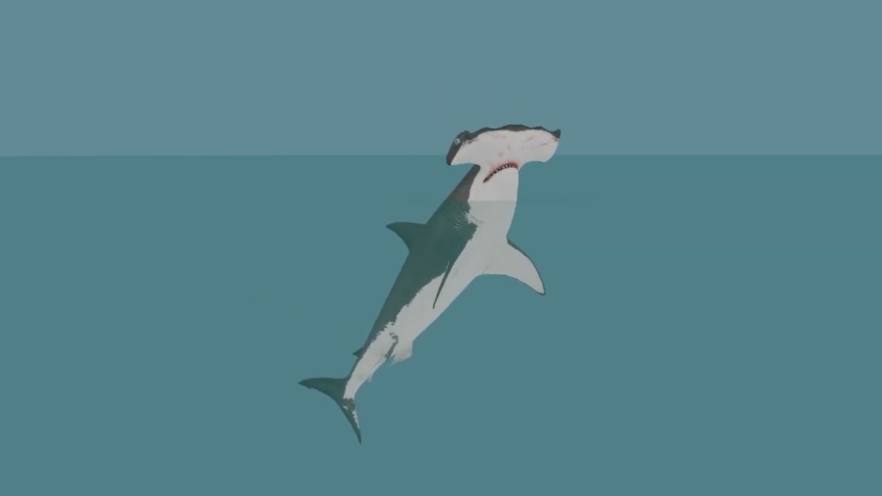Hammerhead Shark 8K- 3d animated 3D Model