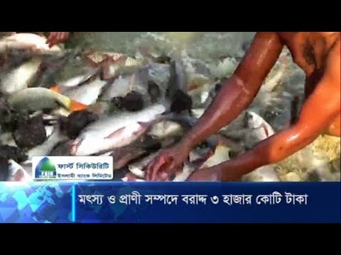 সঠিকভাবে অর্থ খরচ করা গেলে আমিষের চাহিদা পূরণ হবে | ETV News