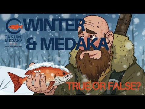How to Winterize Your Medaka Fish (and Keep Them Alive!)