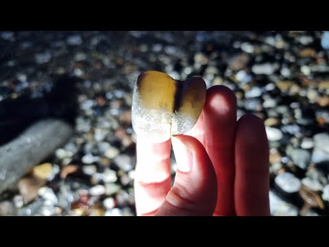Nachtwanderung & Fossiliensuche am Ostseestrand