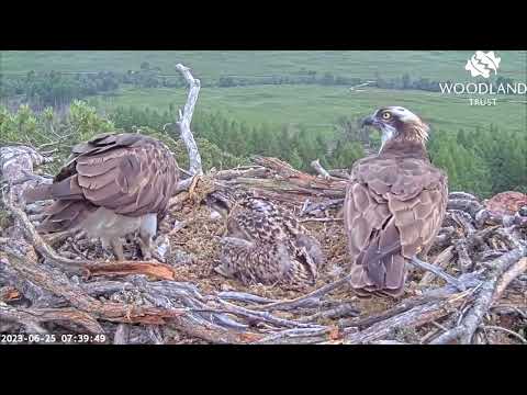 Breakfast finally arrives on Loch Arkaig Osprey Nest Two, to Dorcha’s relief 25 Jun 2023