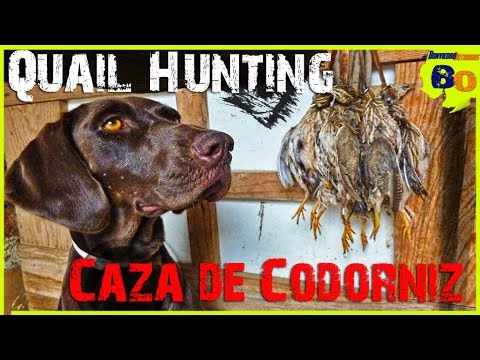 CAZA de CODORNIZ con PERRO de MUESTRA #11 | LANCES de MEDIA VEDA | QUAIL HUNTING | 2016 | HD