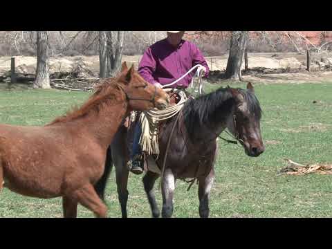 Ken McNabb: Pony Up! Teaching Colts to Lead from Horseback | How to Teach Your Colt to Pony