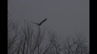 preview picture of video 'Eagles along the  Mississippi River Levee - March 16 2018'