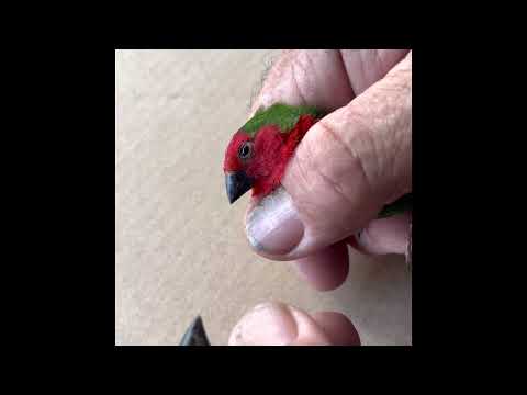 Visual sexing Red Faced Parrot Finch