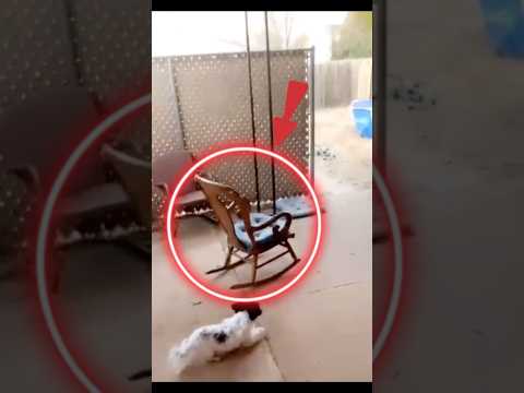 My Dog Saw Something Sitting On This Chair… But No One Was There 😳 #kindness