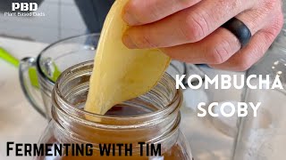 HOW TO MAKE A SCOBY FROM SCRATCH FOR KOMBUCHA | Fermenting With Tim | Grow your own SCOBY at home