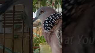 Download lagu Derkuku gacor untuk memancing derkuku bahan agar rajin bunyi #shorts mp3 Download lagu Derkuku gacor untuk memancing derkuku bahan agar rajin bunyi #shorts mp3