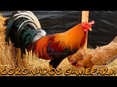 Yellow leg hatch Grey Albany - CORONADOS FARM