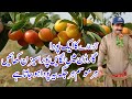 Harvesting Alocha Fruit | Plum Trees | Punjab Pakistan | Plum Fruit Trees plant | Full Information
