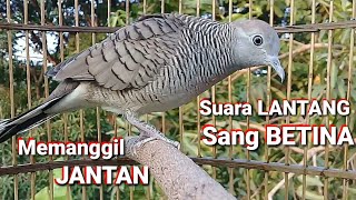 Download lagu Perkutut BETINA gacor memanggil JANTAN langsung Nyaut || The FEMALE turtle dove diligently sings mp3