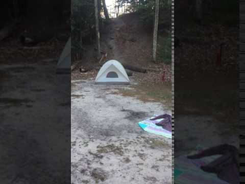 Tent set-up with a trail right into the woods towards the lake.