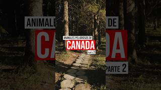 Download lagu Descubre los animales más peligrosos de Canadá 🐃🐆 #latinosencanadá  #AnimalesPeligrosos #Canada mp3 Download lagu Descubre los animales más peligrosos de Canadá 🐃🐆 #latinosencanadá  #AnimalesPeligrosos #Canada mp3