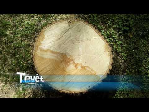 INFORME COSTAS DEL PINTADO