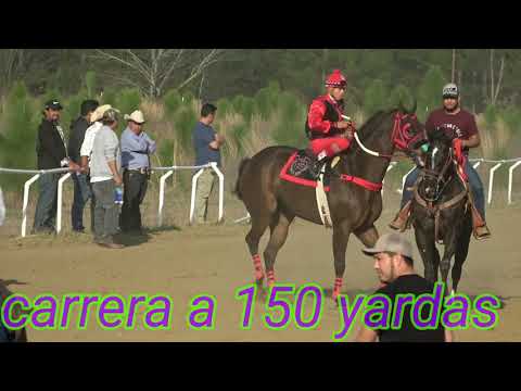 La dama vs el buitre 150 yasdas