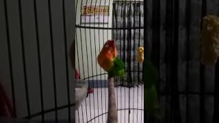 Download lagu Unik Love Bird ngekek gaya nyeklek putar kepala mp3 Download lagu Unik Love Bird ngekek gaya nyeklek putar kepala mp3