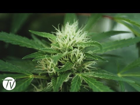 Cannabis: A Moment In History