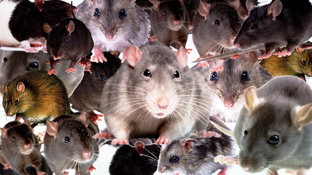 PARTOUT. DES RATS PARTOUT. (Layers of Fear #1) thumbnail