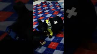 Chihuahua Puppies Videos