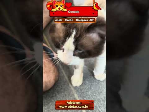 Vídeo de Cocada