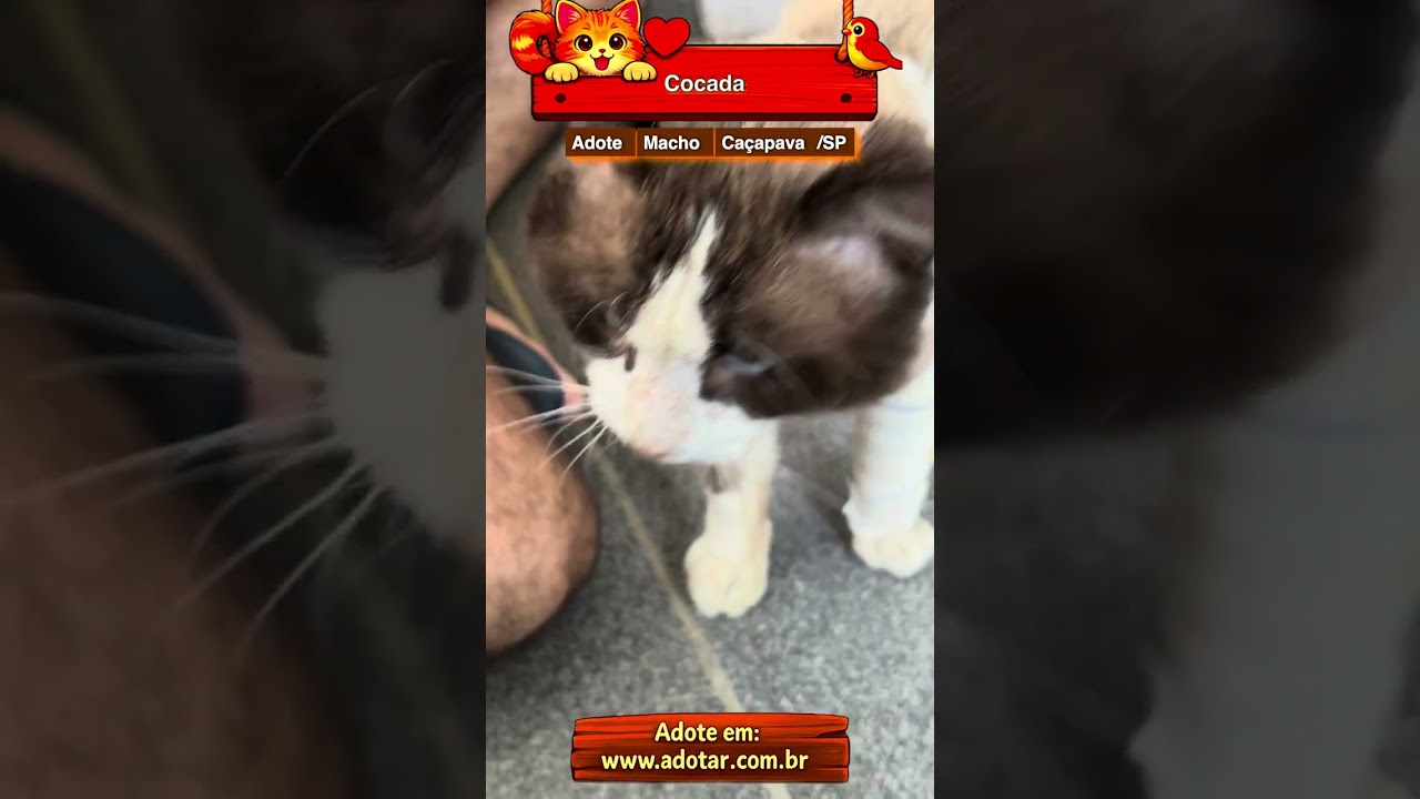 Gato raça SRD-ViraLata idade 5 anos nome Cocada