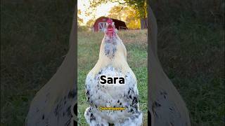 Download lagu Frankie the #rooster calls #sara #sarah #memesdaily #comedy #funnyshorts #lol #chicken #chickens mp3