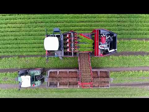 Dewulf ZKIV Wortelrooier “Rups Klemband rooier”-Auction 43428-1