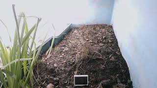 ダルマガエル観察ライブ20251006