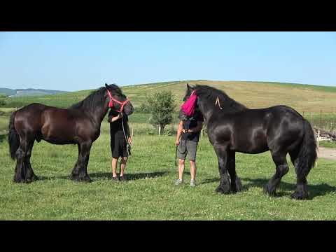 Armasarii lui Ruben de la Tarpiu Bistrita Nasaud - 2022 Nou!!!