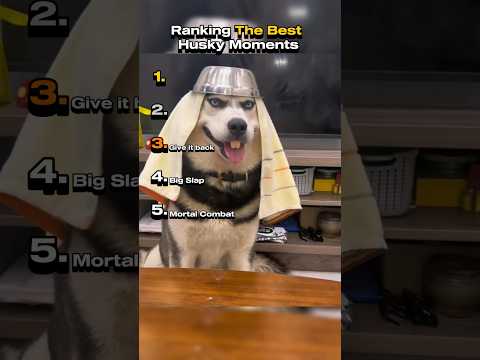 Ranking The Best Husky Dog Moments #dog #funny #husky #huskydog