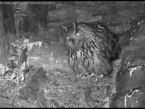 2018 02 18 Eifel Uhu, Lotte am Brutplatz