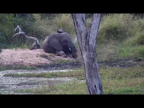 Djuma: Elephants-with one laying down - 17:00 - 04/28/21