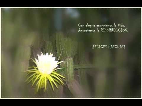 Antífona del Salmo 29 para el 3º Domingo de Pascua