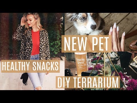 Healthy Snack Recipes + Adopting A Cat! | MEL WEEKLY #26