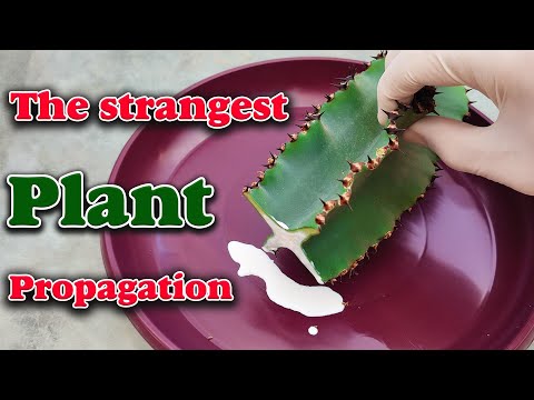 How to propagate a cactus ? | Propagate an Euphorbia simply