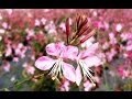 Best Perennials - Gaura 'Pink Fountain' (Wand Flower)