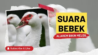 Download lagu Kwek Kwek Kwek Suara Alarm Bebek, Suara Alarm Baru untuk Kamu Yang Gak Bisa Bangun Tanpa Alarm mp3