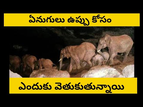 why elephants searching for salt?  | uses of salt in life | fact talkies