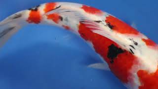 video van Sanke  2306004