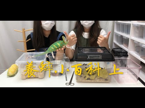 房間 蟋蟀