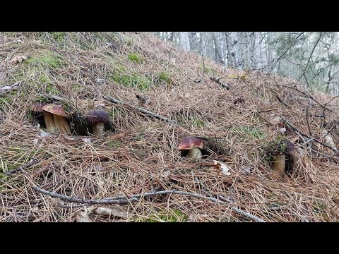 FUNGHI PORCINI | I funghi più belli!
