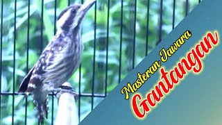Download lagu Masteran Pelatuk sampit beras super jernih panjang panjang mp3