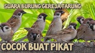 Download lagu SUARA PIKAT BURUNG GEREJA RIBUT mp3 Download lagu SUARA PIKAT BURUNG GEREJA RIBUT mp3