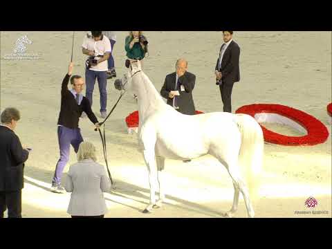 N 117 ELIXIR OF SHANGHAI E A    Sharjah Arabian Horse Festival 2020   Mares 10+ Years Old Class 6