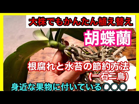 氷を使って蘭に水をやる方法は？根が腐らないようにするためのヒントをご覧ください。  庭園