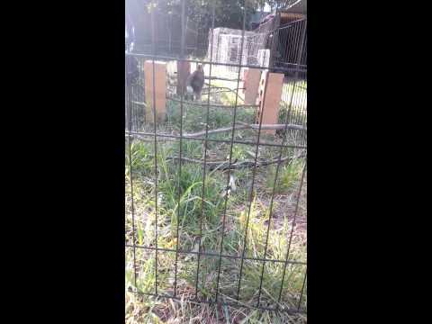 chockie learns to jump