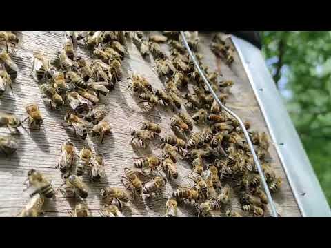 Роеловство. История первого пойманного бродячего роя в этом году. #Роеловство #пчеловодство #рой